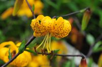 Bright yellow flowers with darks spots